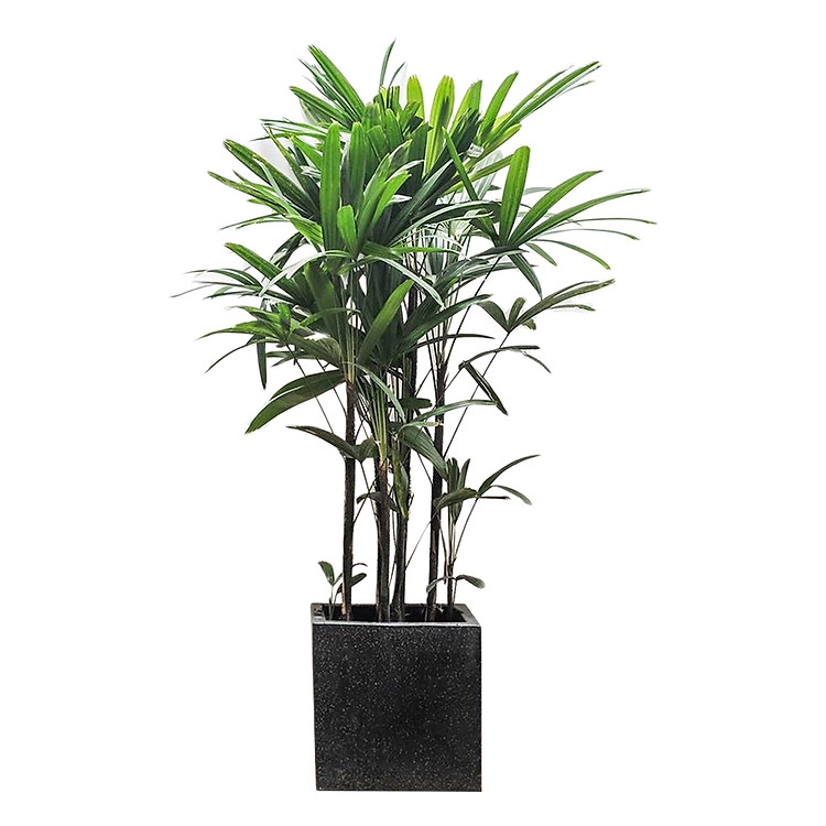 Cây Trúc Mây, Chậu Đá Mài Vuông (25 x 25 x 25 cm)