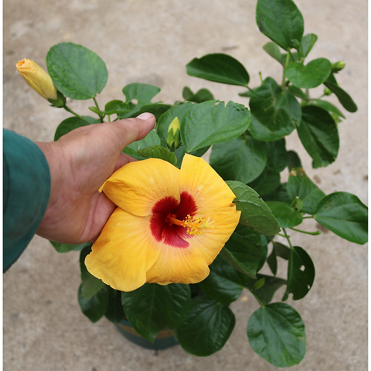 Chậu hoa râm bụt BS5