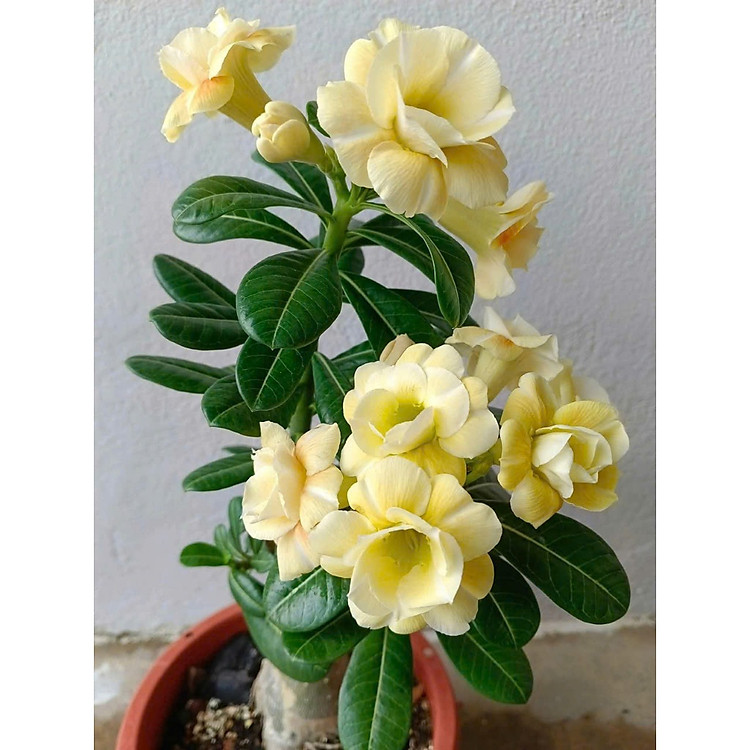 Hạt giống hoa sứ kép Thái Lan - Bịch 10 hạt – Mã số 2044