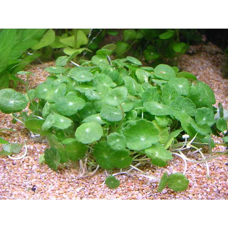 RAU MÁ DÙ - SEN DÙ