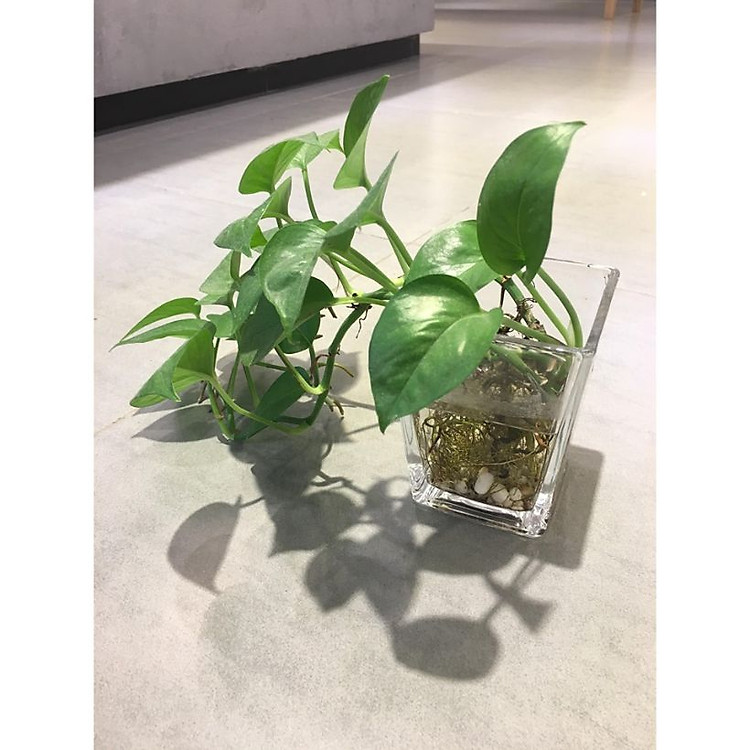 Cây trầu bà thủy sinh