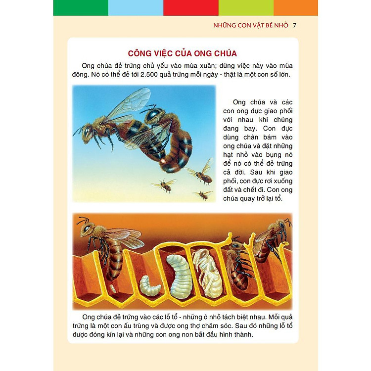 Những Con Vật Bé Nhỏ - Ảnh 4