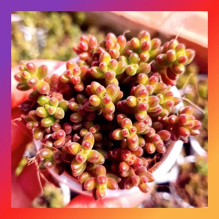 SEN ĐÁ CAFE ️ XUẤT XỨ ĐÀ LẠT, ĐÃ THUẦN KHÍ HẬU, SIÊU KHOẺ ĐẸP