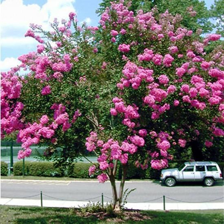 Cây hoa tường vi cao 50 cm (ảnh thật)