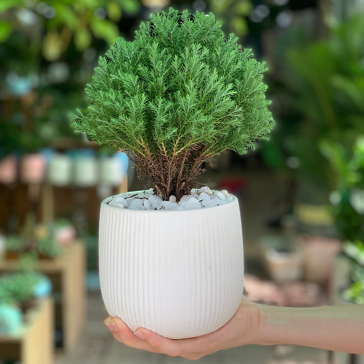 Cây Tùng Bồng Lai để bàn