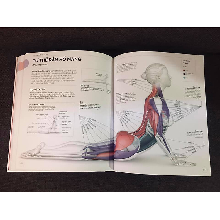 KHOA HỌC VỀ YOGA - Ảnh 2