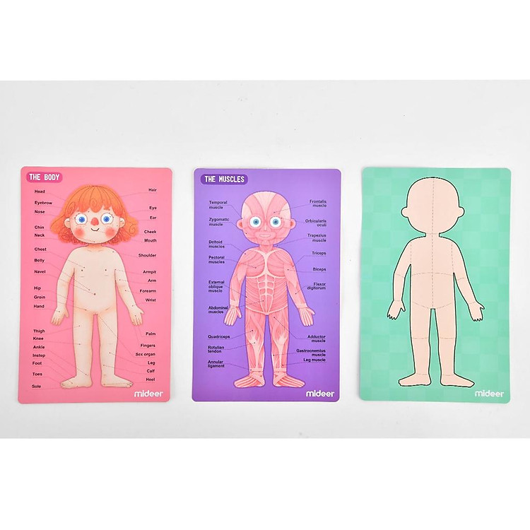Đồ Chơi Xếp Hình Nam Châm Cơ Thể Mideer Chính hãng Giá rẻ - Hình ảnh 5