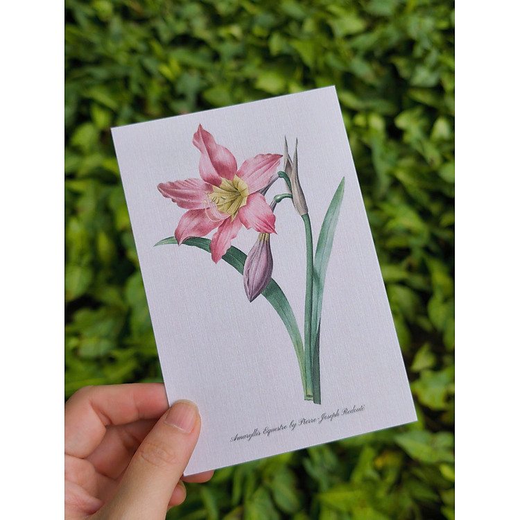 Bộ Postcard Petala & Folia - Giấy Mỹ Thuật 300g (100 chiếc) - Ảnh 6