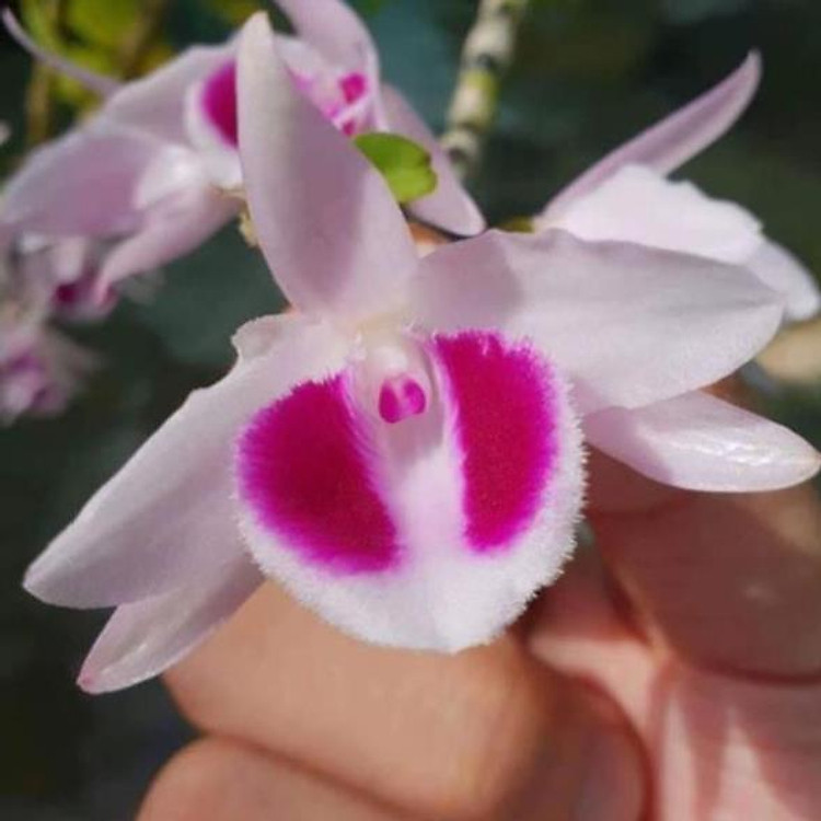 BẢNG LAN PHI ĐIÊP 5CT ÁM CAO BẰNG - HÀNG VAR, HOA CỰC THƠM CỰC HIẾM, HÀNG GIEO HẠT