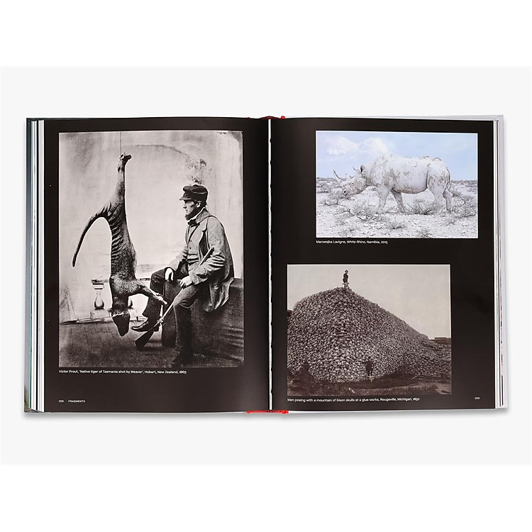 Why We Photograph Animals - Ảnh 3