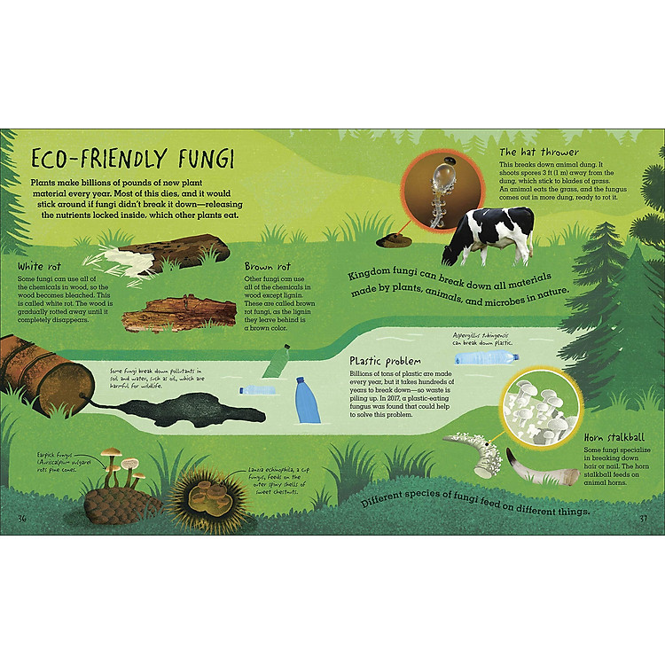 Humongous Fungus - Ảnh 5