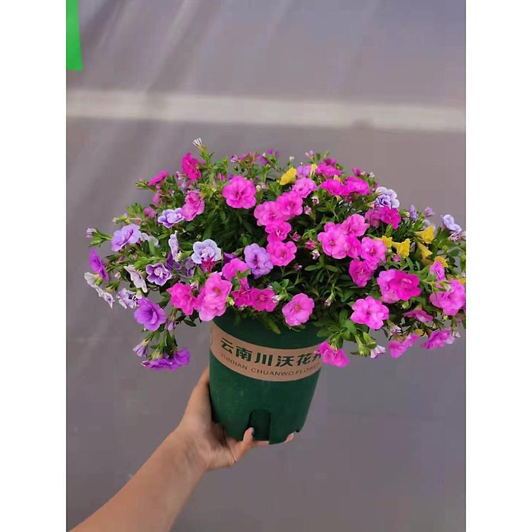 Hoa dạ yến thảo nhiều màu