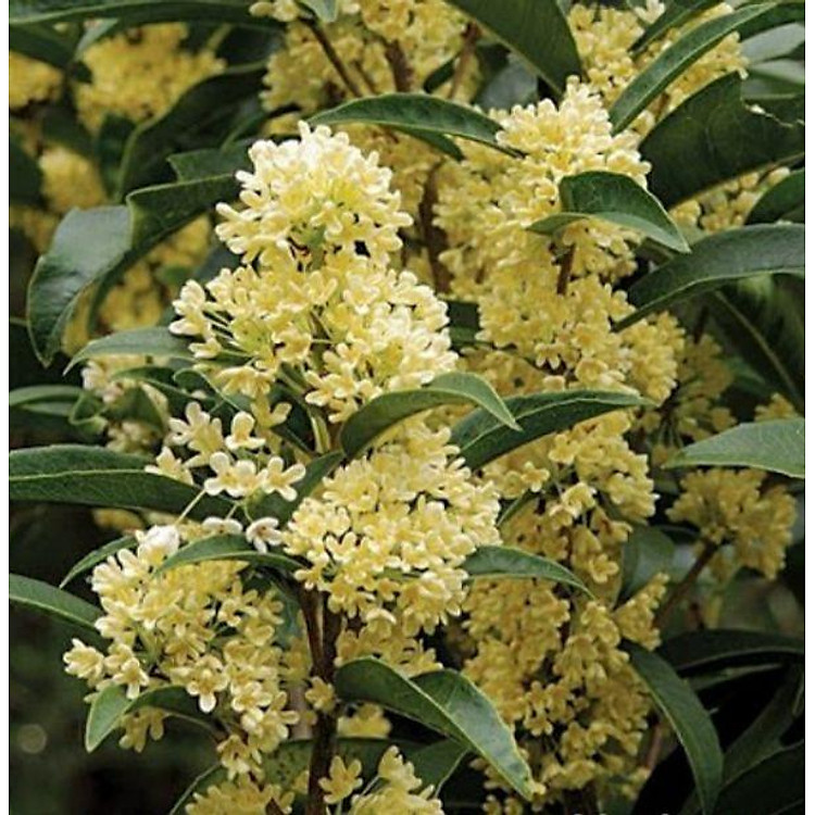 cây hoa mộc hương ta 4 cây cây đẹp chuẩn giống