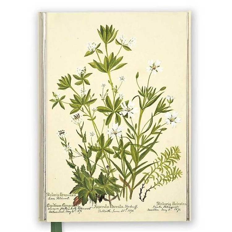 NB - Charlotte Cowan Pearson: Stitchworts, Woodruff And Pepperwort