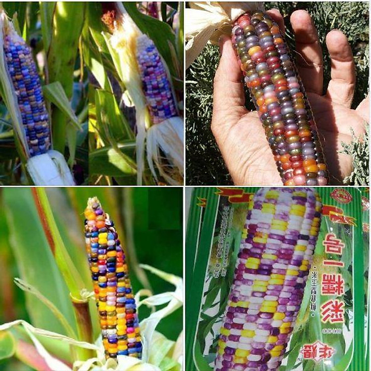 Hạt giống ngô ngũ sắc ( ngô kim cương ) 30 hạt/gói