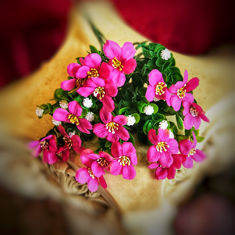 Vscential Bụi Hoa Hồng Glauca