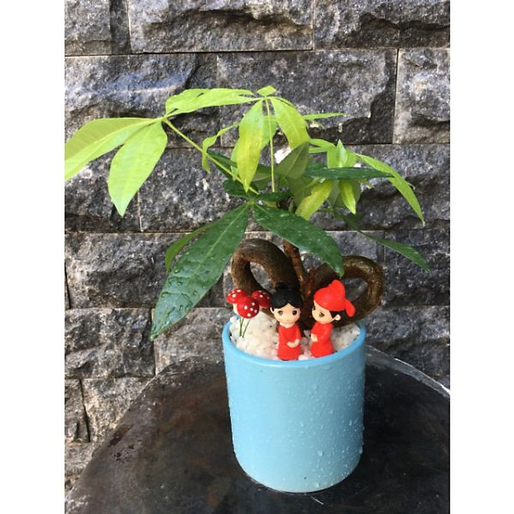 Cây Kim Ngân tình yêu