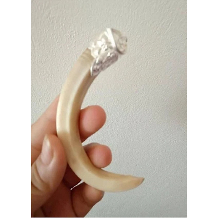 Nanh heo rừng bọc bạc ta