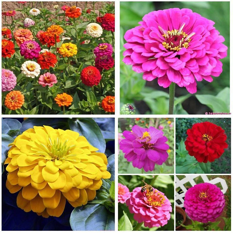 HẠT GIỐNG CÚC LÁ NHÁM CÁNH KÉP MIXX ĐỦ MÀU + Tặng 01 cây dâu da đất( bòn bon)