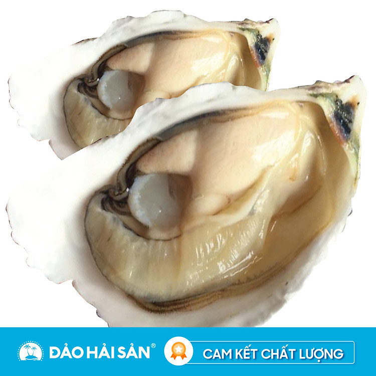 Hàu Sữa Pháp Sống (20 Con)