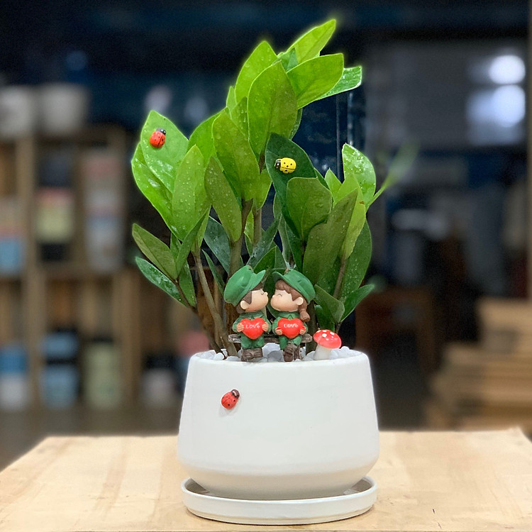 Cây Kim Tiền mini để bàn (cây Kim Phát Tài) (cây, chậu gốm, đĩa lót & phụ kiện trang trí)