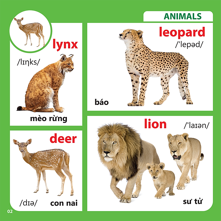 Bách Khoa Toàn Thư Cho Bé - Động Vật (Tái Bản 2019) - Ảnh 3