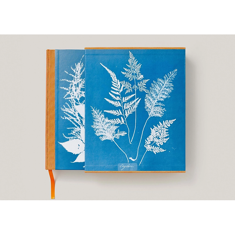 Anna Atkins: Cyanotypes - Ảnh 4