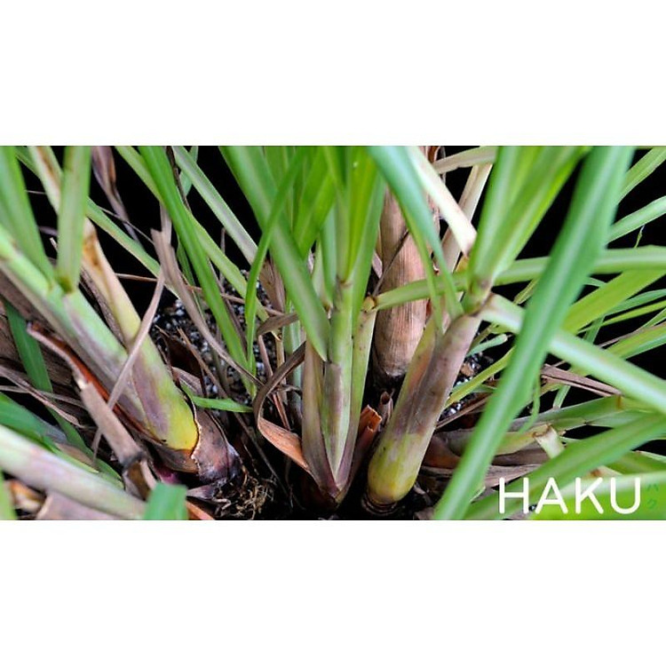 BỤI SẢ GIỐNG NGUYÊN RỄ (1KG)