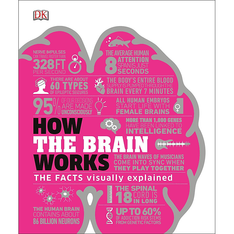 How The Brain Works: The Facts Visually Explained - Ảnh 3