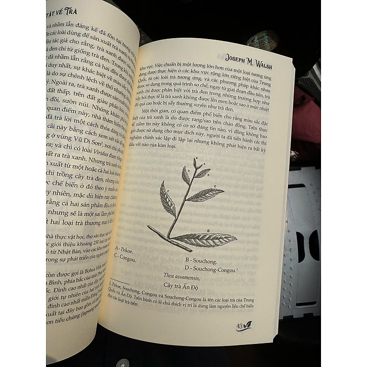 TẤT TẦN TẬT VỀ TRÀ - Ảnh 3