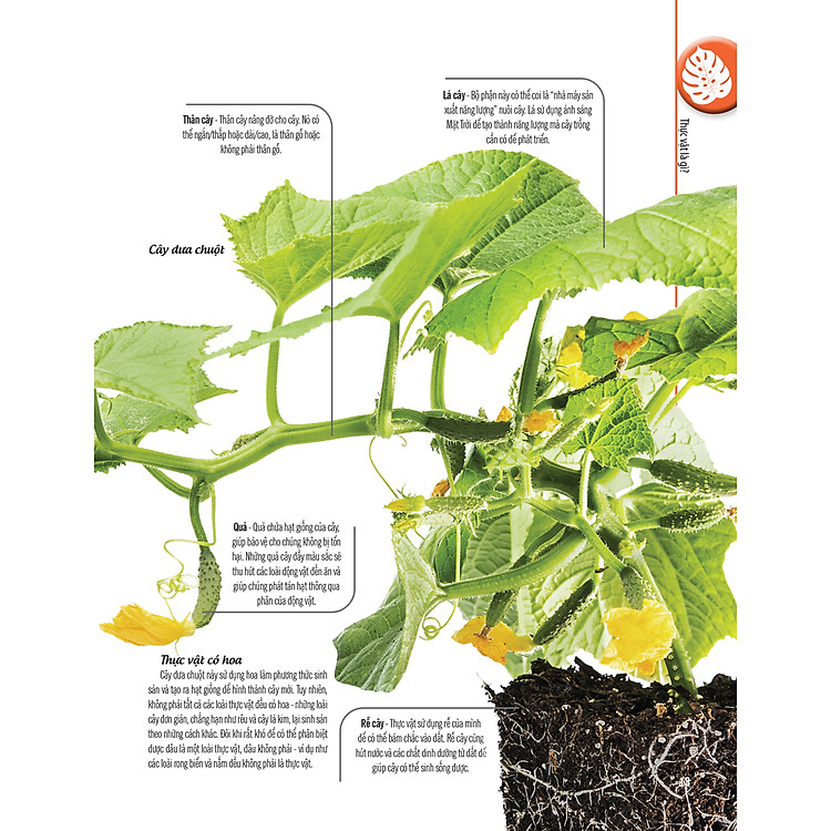 Bách Khoa Thư Về Thế Giới Thực Vật - Cây, Lá, Hoa Và Hạt - Ảnh 7