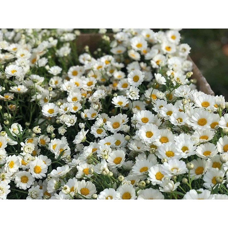 Cây giống cúc họa mi Pháp