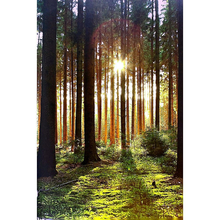 Sinh Tồn Giữa Thiên Nhiên - Cẩm Nang Toàn Tập Về Dã Ngoại - Ảnh 4