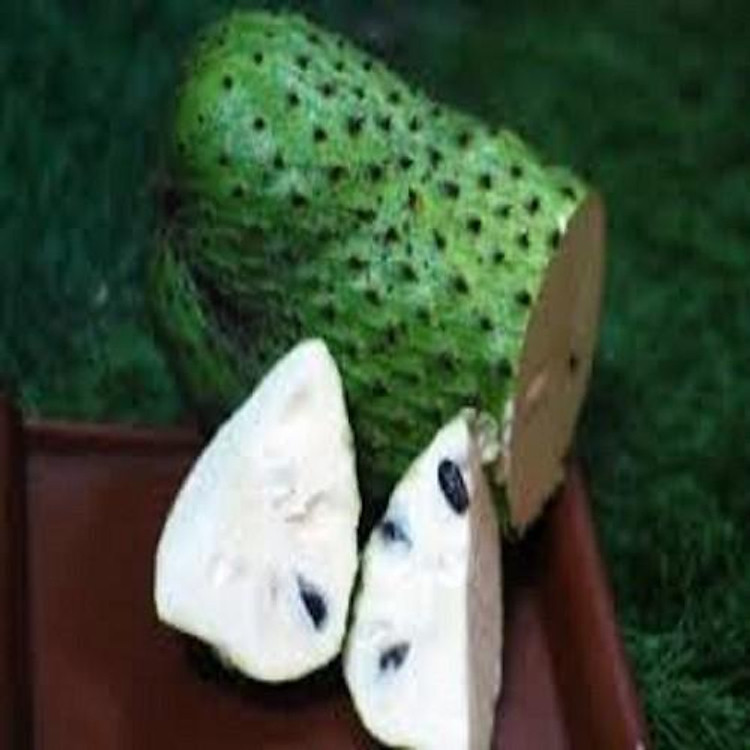 CÂY GIỐNG NA GAI (MÃNG CÂU XIÊM-MÃNG CẦU GAI ) SIÊU NGON, SIÊU KINH TẾ, CAM KẾT GIỐNG CHUẨN F1