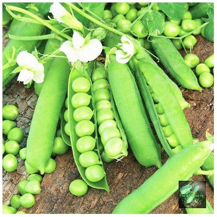 Hạt giống đậu Hà lan trồng lấy hạt, đóng gói 50gr