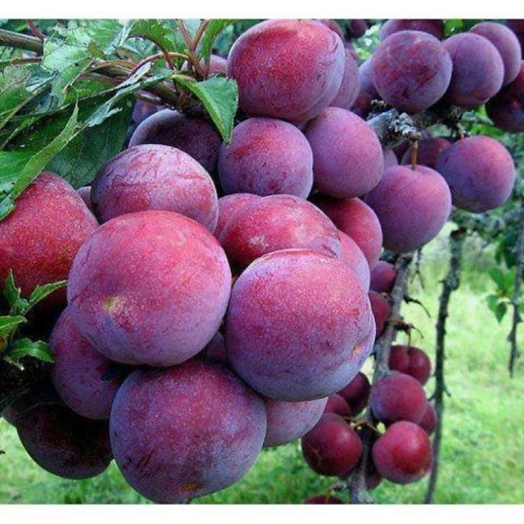 CÂY GIỐNG MẬN HẬU GHÉP CHO QUẢ SAU 1 NĂM TRỒNG