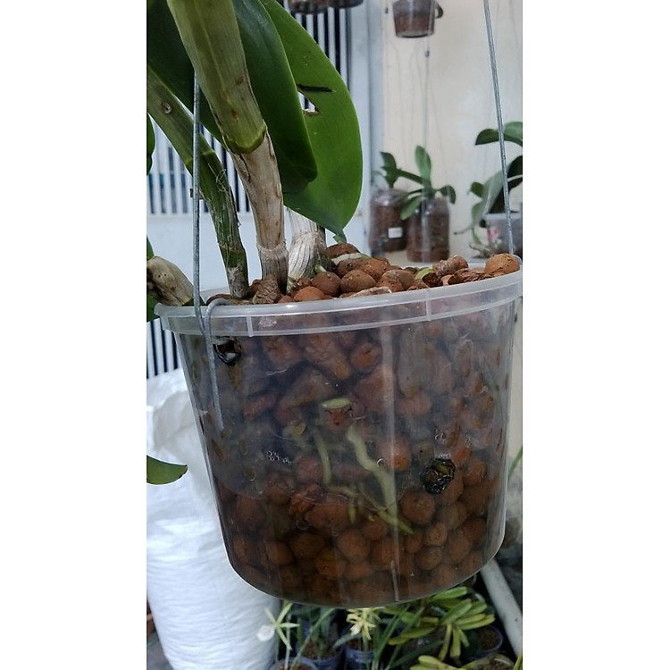 Đất nung, sỏi nhẹ - giá thể trồng rau, lan, cây cảnh đóng gói túi 3 kg