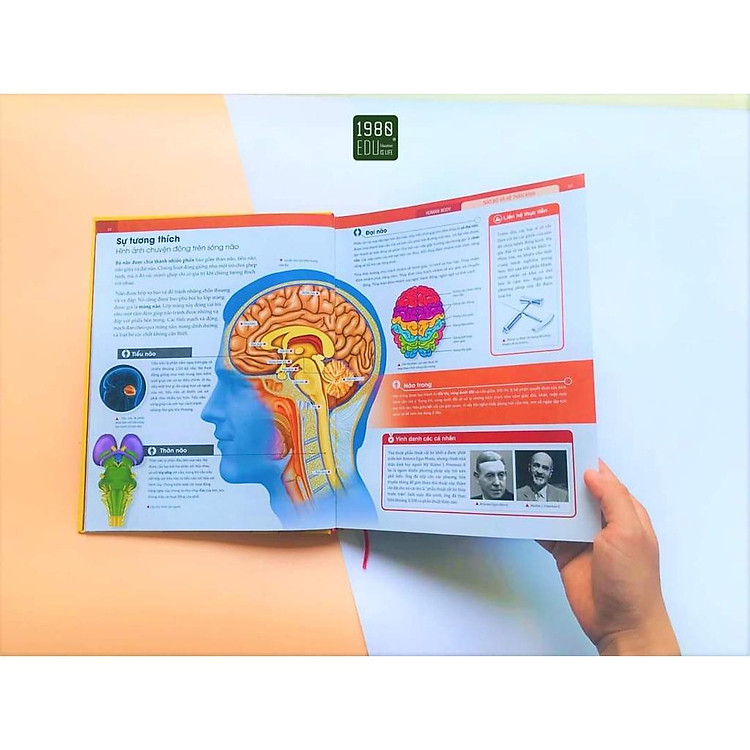 Human Body - Bách Khoa Toàn Thư Về Cơ Thể Của Chúng Ta - Ảnh 6