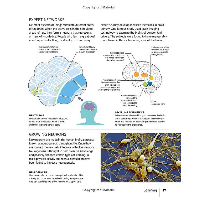 The Brain Fitness Book: Activities And Puzzles To Keep Your Mind Active And Healthy - Ảnh 5