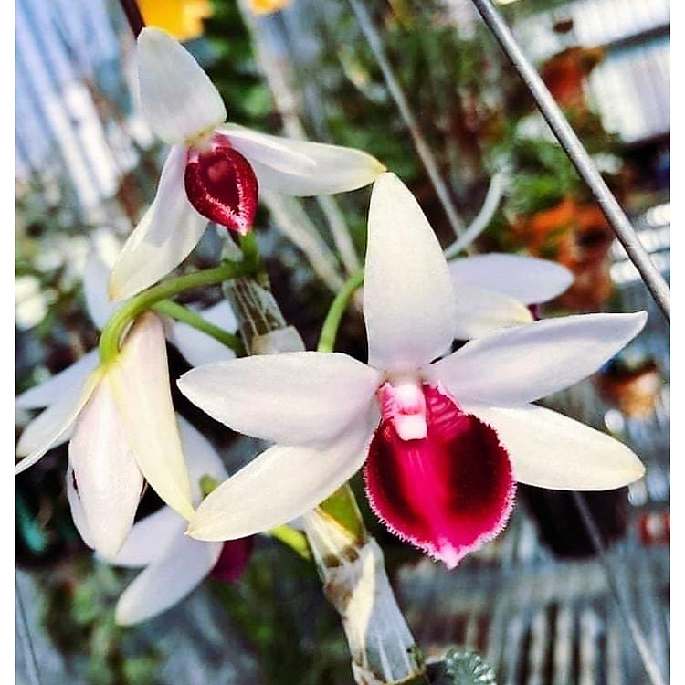 Phi điệp bệt mũi trắng hàng cây giống năm nhất thuần tại vườn