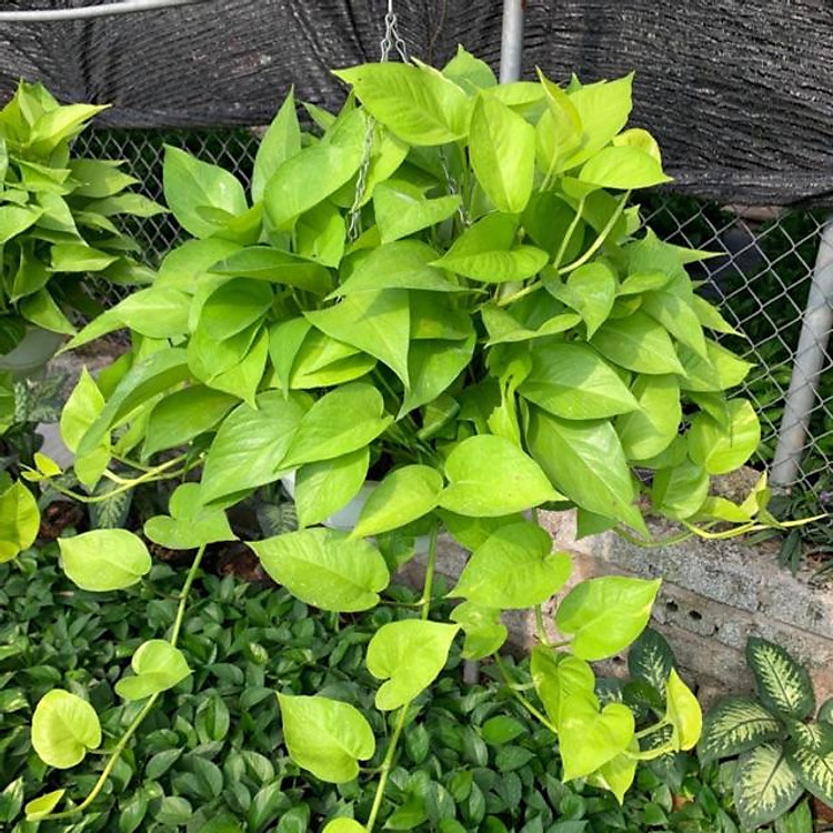 Cây trầu bà rủ size to bán kính 35cm cực nhiều nhánh lá, xanh mướt quanh năm thích hợp trang trí nội thất