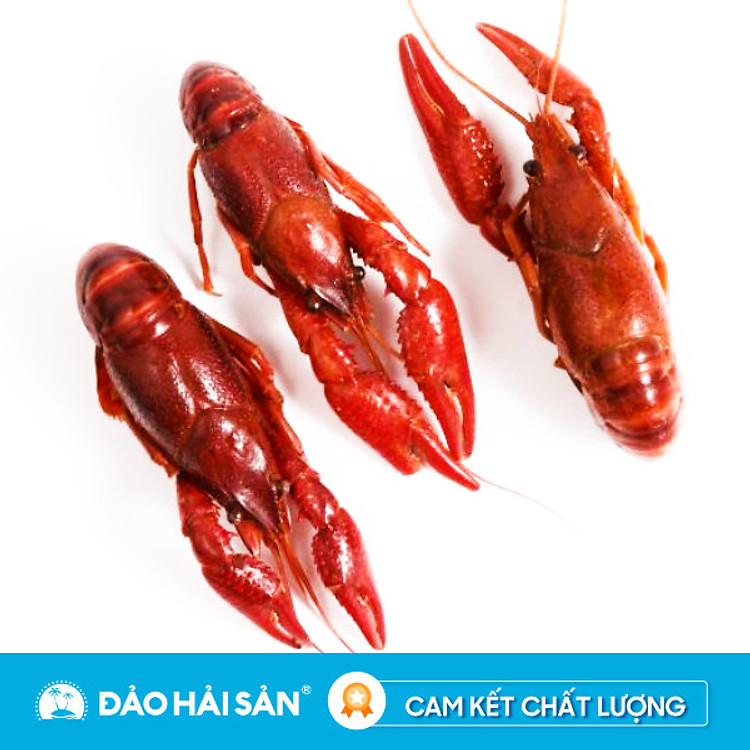 Tôm Hùm Đất Túi 2.5Kg