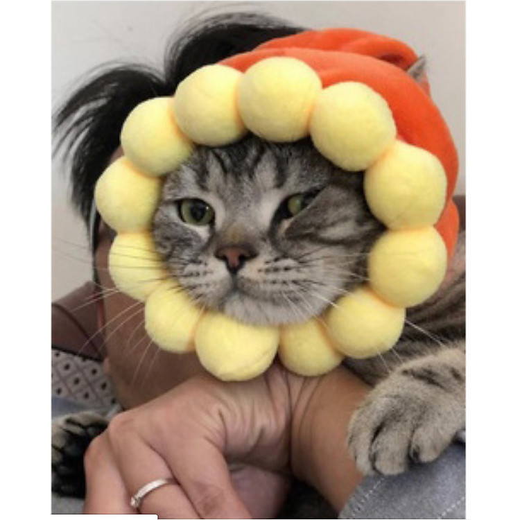 Mũ vải cho chó mèo, Mũ lưởi trai cho Chó Mèo