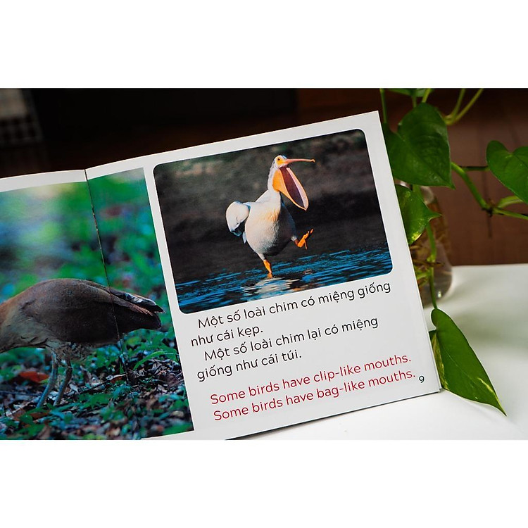 Khám Phá Thế Giới - Song Ngữ Việt Anh - Cho Trẻ 3 - 9 Tuổi - Ảnh 7