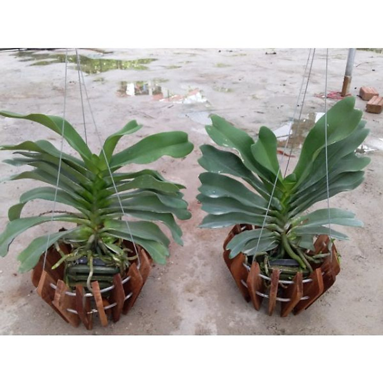 Combo hai chậu Nghinh Xuân lá Mít