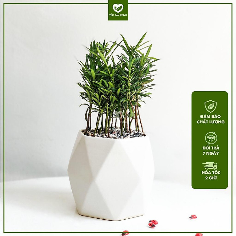 Cây Tùng La Hán để bàn - Vạn Niên Tùng