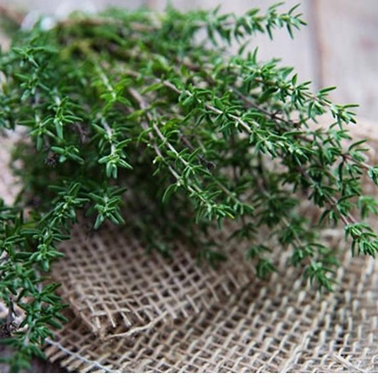 Hạt giống Xạ Hương - Thyme gia vị âu