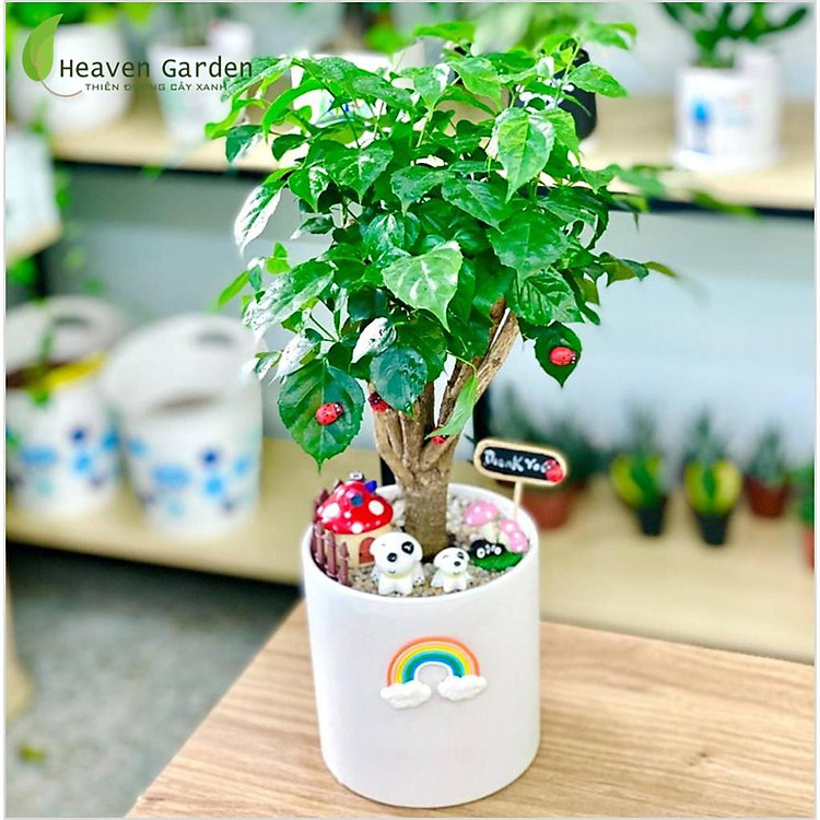 Cây Hạnh Phúc (chậu để bàn)