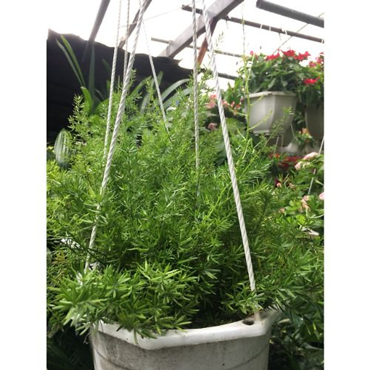 Thiên môn đông treo tường trang trí