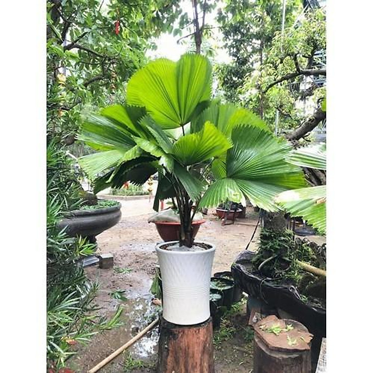 CÂY KÈ NHẬT CÂY CỌ NHẬT -CÂY KÈ NHẬT CÂY CỌ NHẬT -